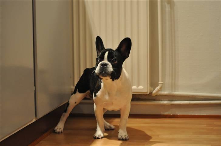 Fransk bulldog Buffas billede 9