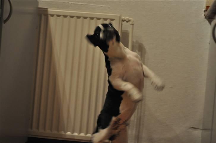 Fransk bulldog Buffas billede 10