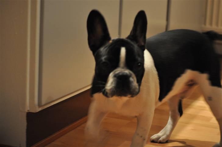 Fransk bulldog Buffas billede 11