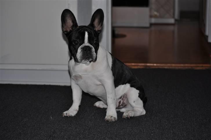 Fransk bulldog Buffas billede 12