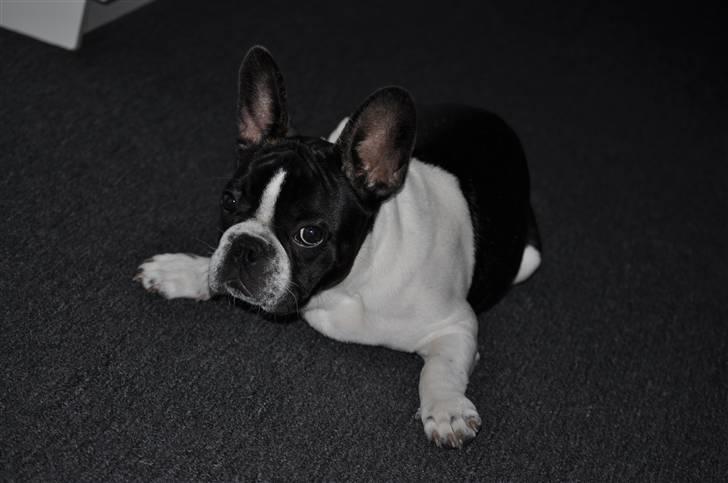 Fransk bulldog Buffas billede 13