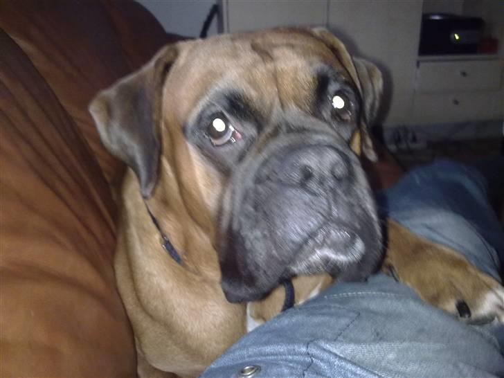 Boxer bossi billede 1