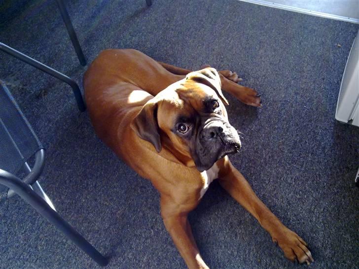 Boxer bossi billede 2