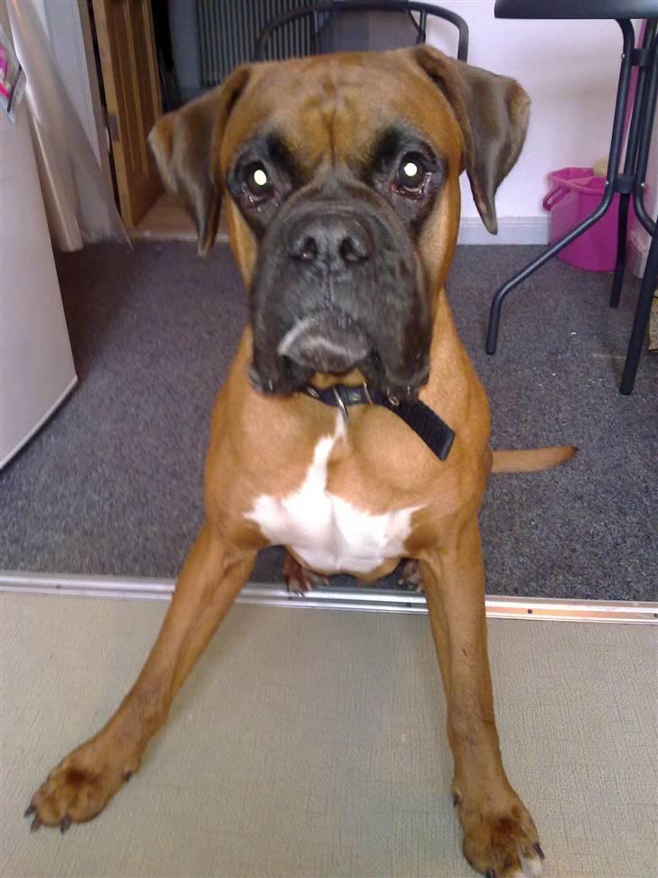 Boxer bossi billede 3