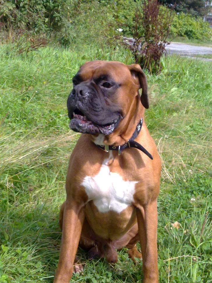 Boxer bossi billede 4