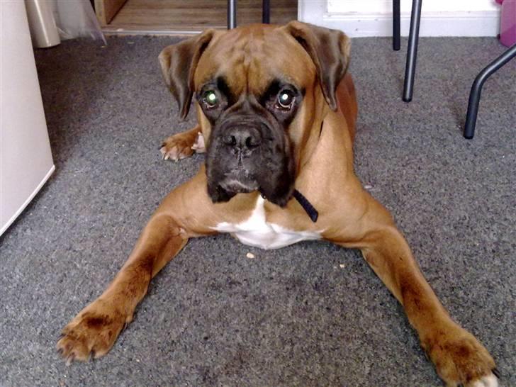 Boxer bossi billede 5