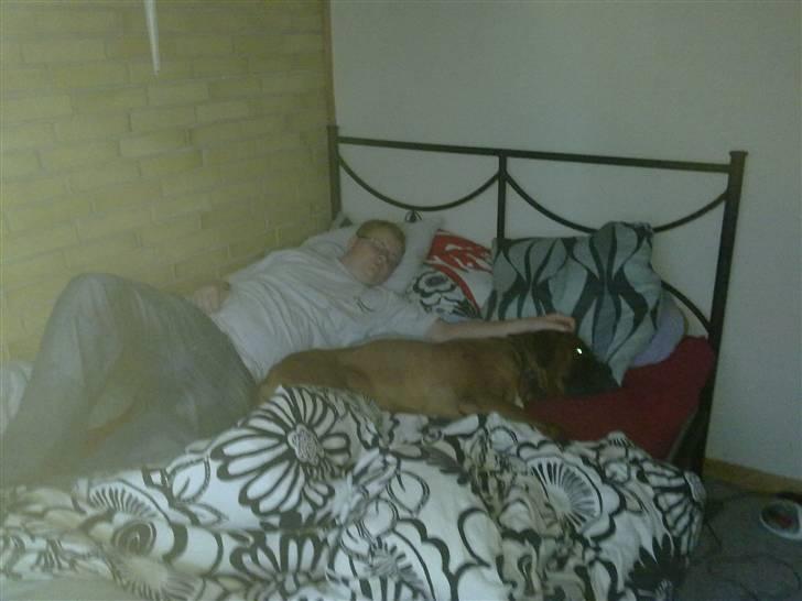 Boxer bossi billede 6