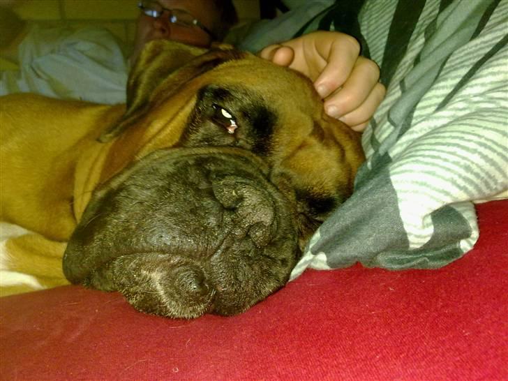 Boxer bossi billede 7