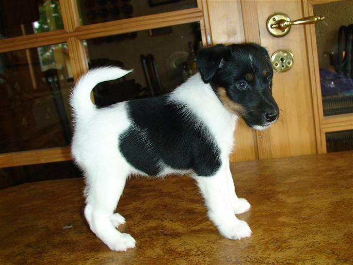 Glathåret foxterrier "Je-ma Spot I love  Porgy billede 2