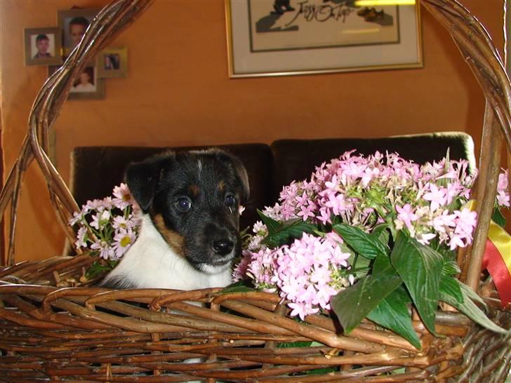 Glathåret foxterrier "Je-ma Spot I love  Porgy - porgy gået i "blomst" billede 3