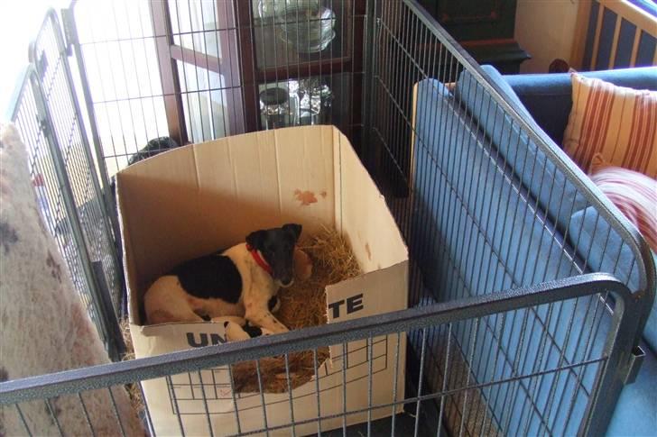 Glathåret foxterrier "Je-ma Spot I love  Porgy - Porgy´s fødsel billede 4