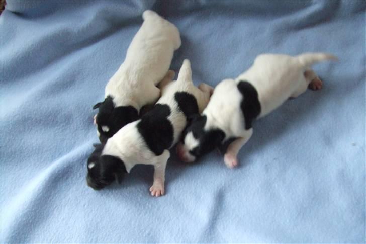 Glathåret foxterrier "Je-ma Spot I love  Porgy billede 5