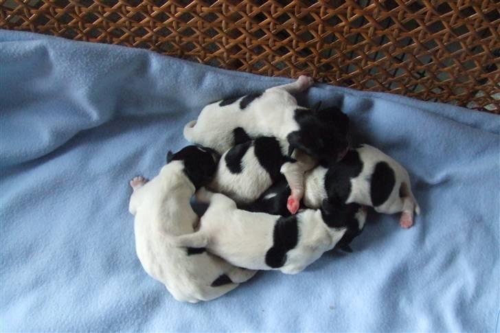 Glathåret foxterrier "Je-ma Spot I love  Porgy billede 6