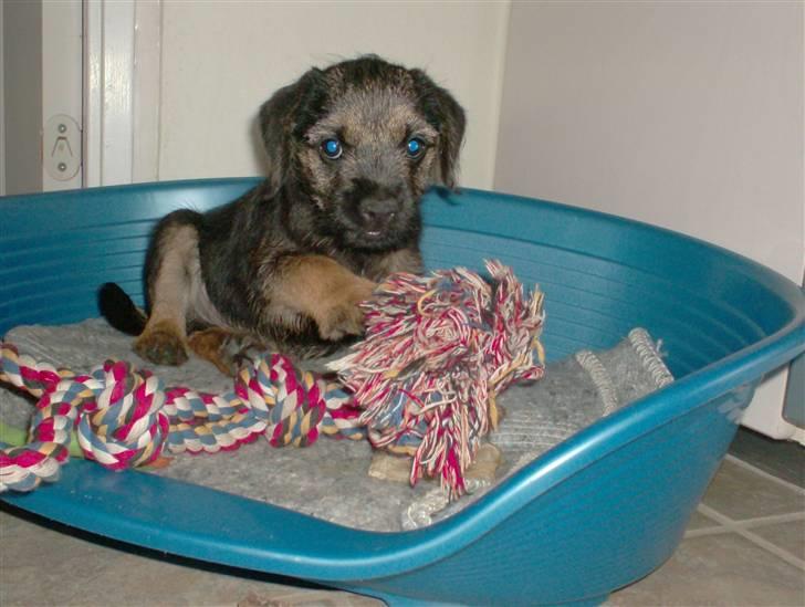 Border terrier **Molander Erik (Emil)** billede 11
