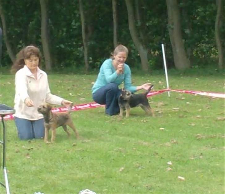 Border terrier **Molander Erik (Emil)** billede 12