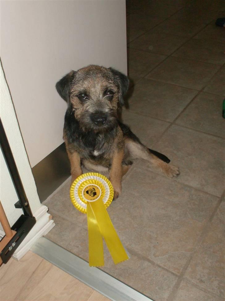 Border terrier **Molander Erik (Emil)** - Han fik en 3 plads ;) Ud af 3.. Ha ha billede 13