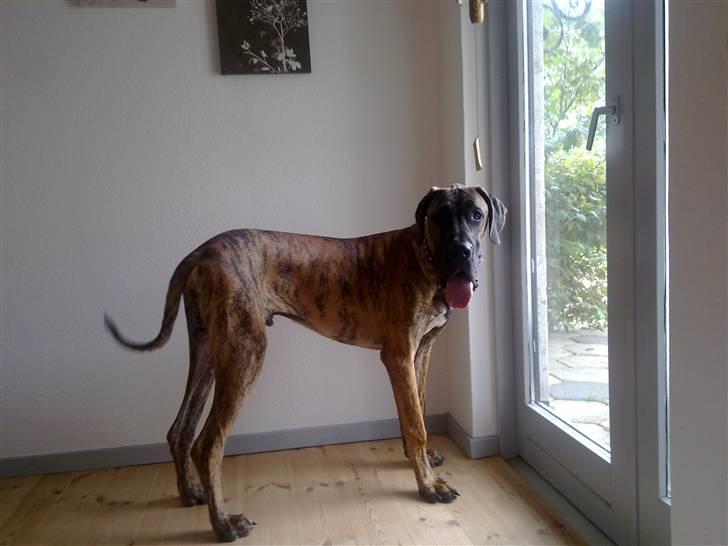 Grand danois Zeus - øj stor have der er og nøøj mange nye lugte billede 6