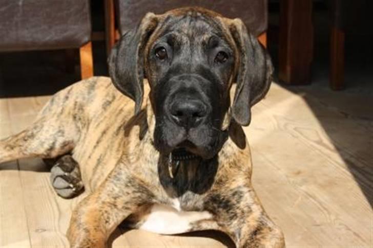 Grand danois Zeus - hvalpebilled . venligst tilsendt af forrige familie billede 2