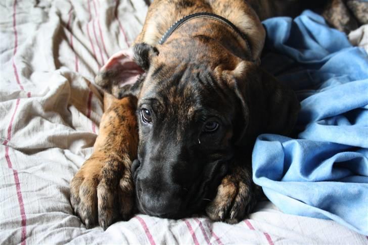 Grand danois Zeus - hvalpebilled . venligst tilsendt af forrige familie billede 3