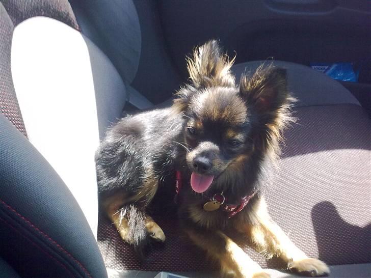 Kleinspitz Suki - Nyder solen i bilen.. billede 9