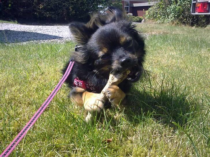 Kleinspitz Suki - Nam en pind i haven. billede 10