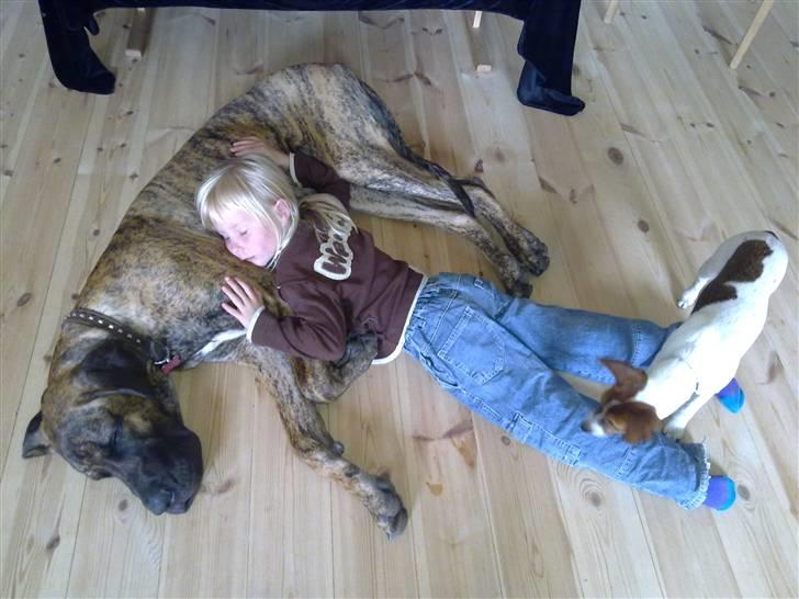 Grand danois Zeus - Han er børneglad som man kan se. Skønt billede 7