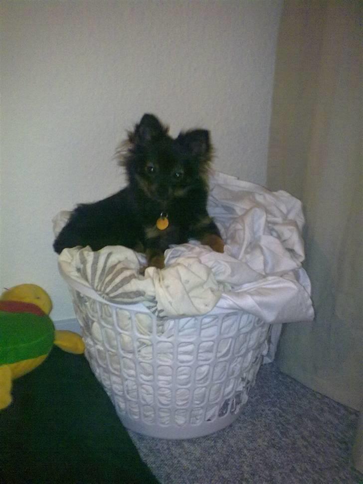 Kleinspitz Suki - Snavsetøjskurven er altså bare den bedste af ligge i. billede 11