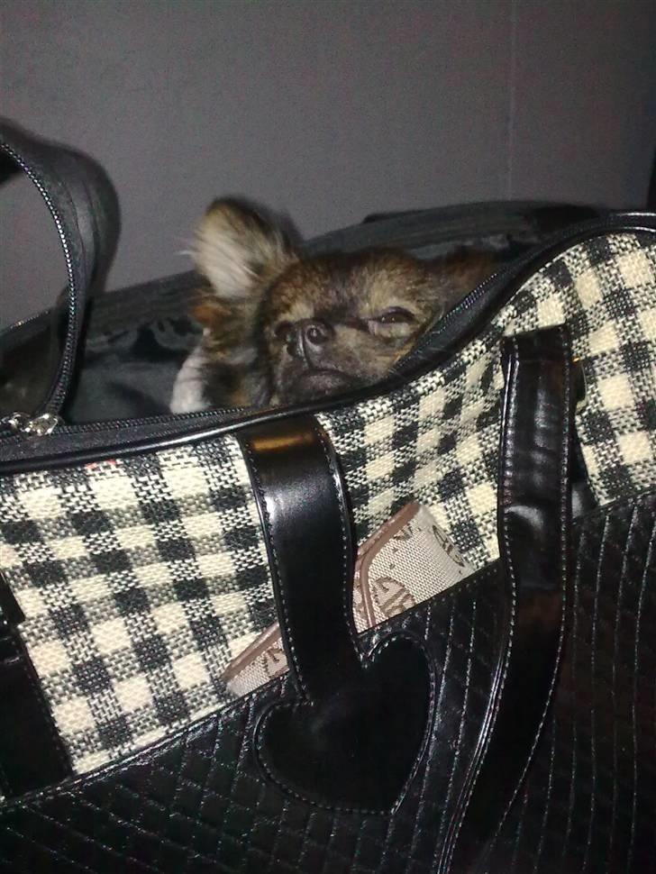 Kleinspitz Suki - Ihh en anden taske. ihh hvor kan man putte. men vil gerne kunne se ud. billede 12