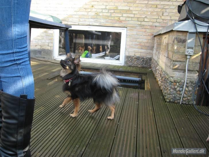 Kleinspitz Suki - Ihh er der godbidder? billede 13