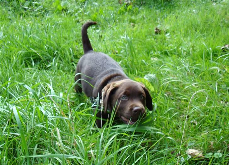 Labrador retriever Mikker - Mikker i skoven 9 uger  billede 6