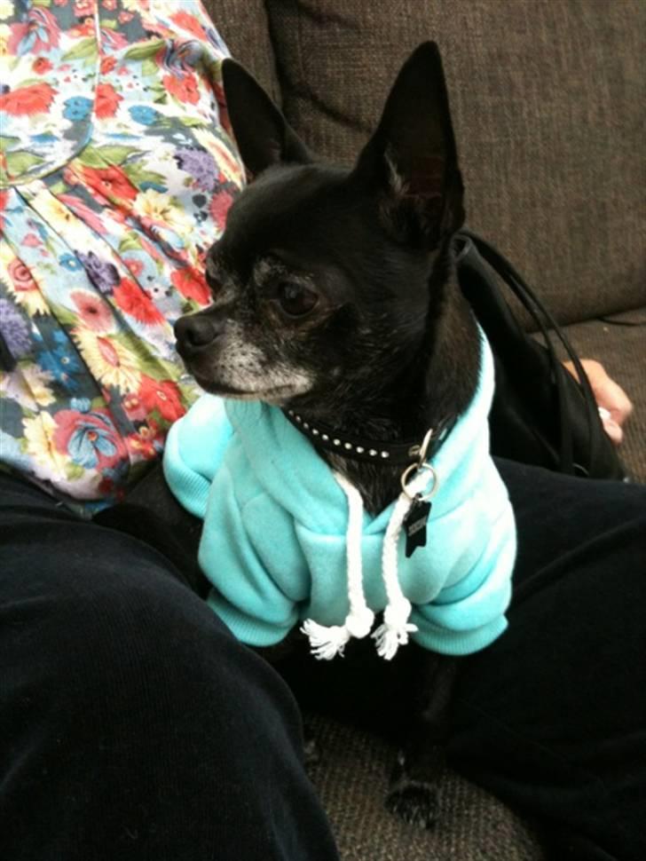 Chihuahua Cæsar billede 6