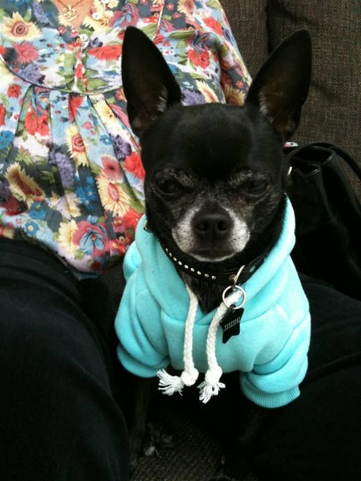 Chihuahua Cæsar billede 7