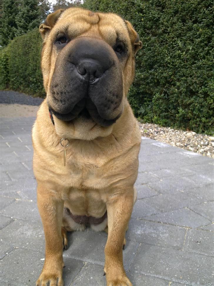 Shar pei Rynke billede 1