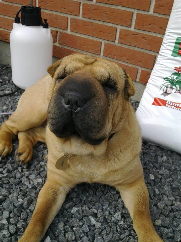 Shar pei Rynke billede 2