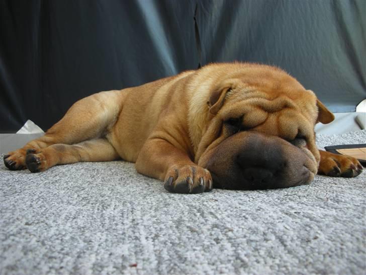 Shar pei Rynke billede 3