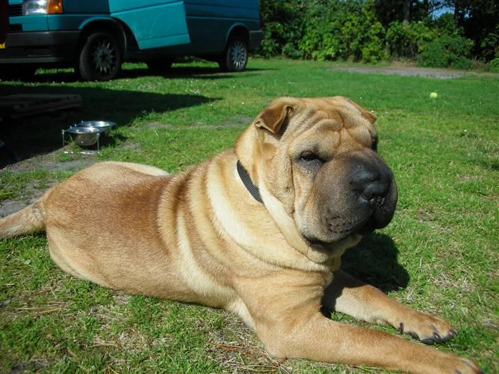 Shar pei Rynke billede 4