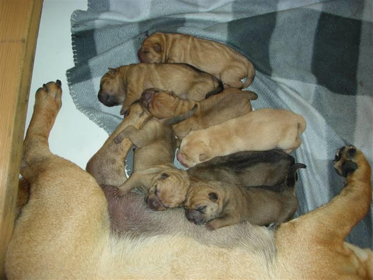 Shar pei Rynke billede 5