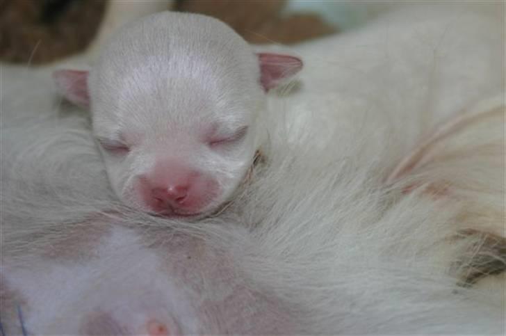 Chihuahua Telma. billede 6