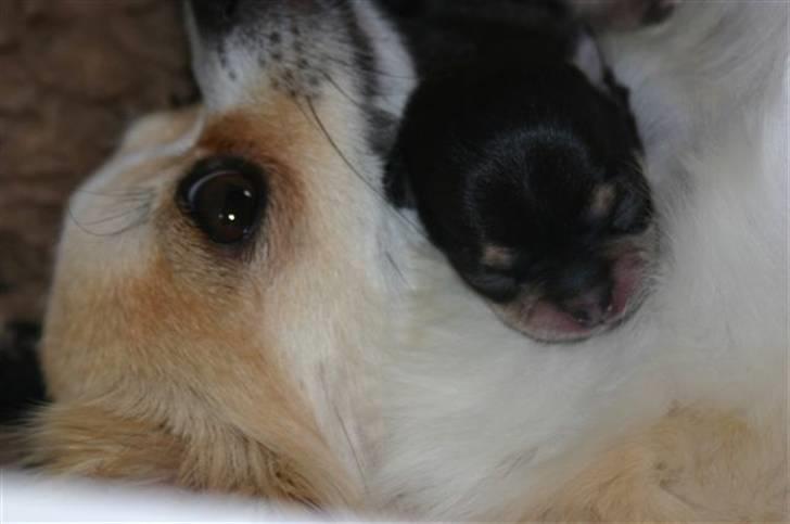 Chihuahua Telma. billede 7