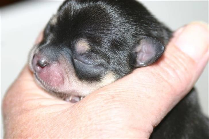 Chihuahua Telma. billede 8