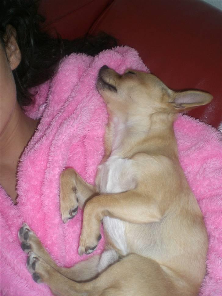 Chihuahua Hugo billede 16