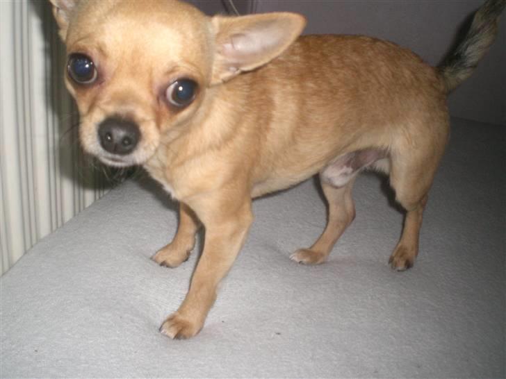 Chihuahua Hugo billede 17