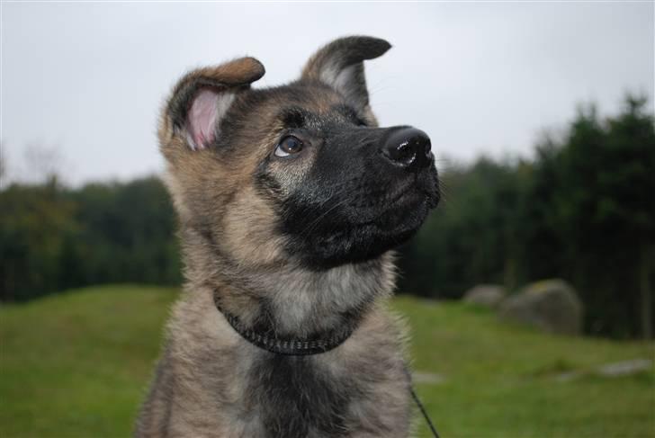 Schæferhund Coffey billede 2