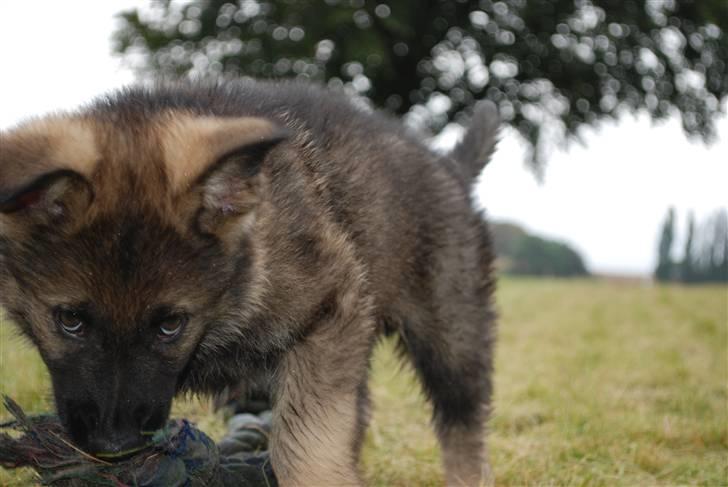 Schæferhund Coffey billede 3