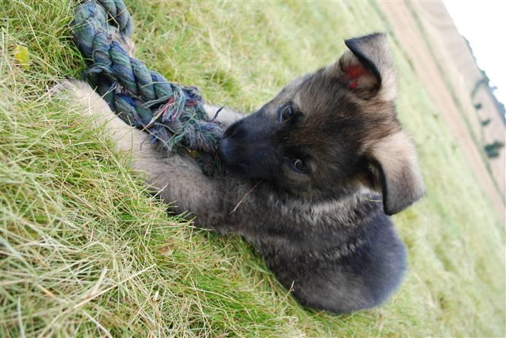 Schæferhund Coffey billede 4