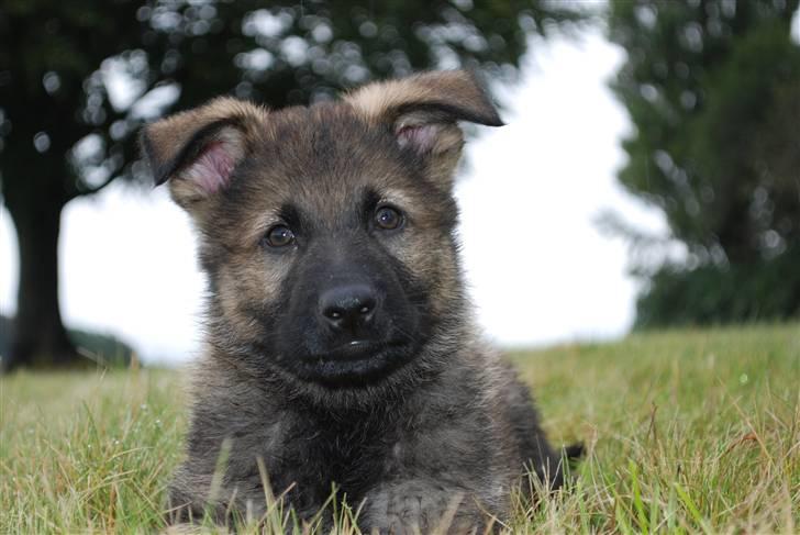 Schæferhund Coffey billede 5