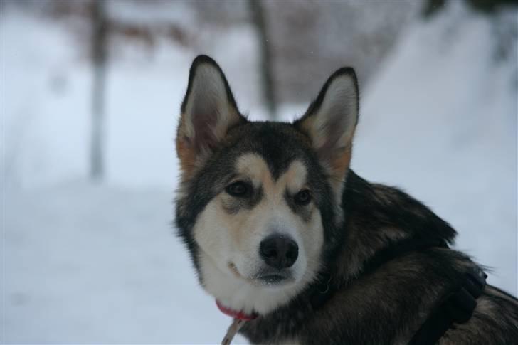 Alaskan malamute Theis - Velkommen til Theis´ pofil (Devil´s Black Rock), smid gerne en kommentar og en bedømmelse, vi skal nok skrive tilbage  billede 1