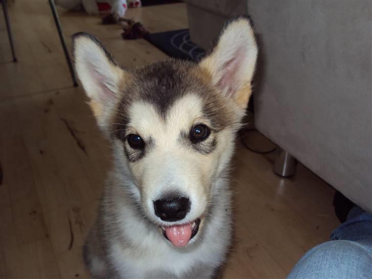 Alaskan malamute Theis - En fræk lille hund??? <3 billede 2