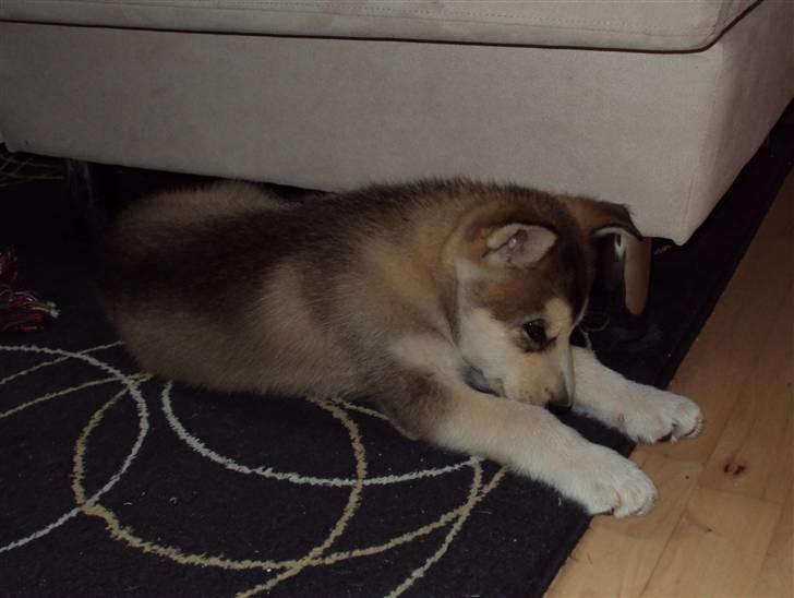 Alaskan malamute Theis billede 3