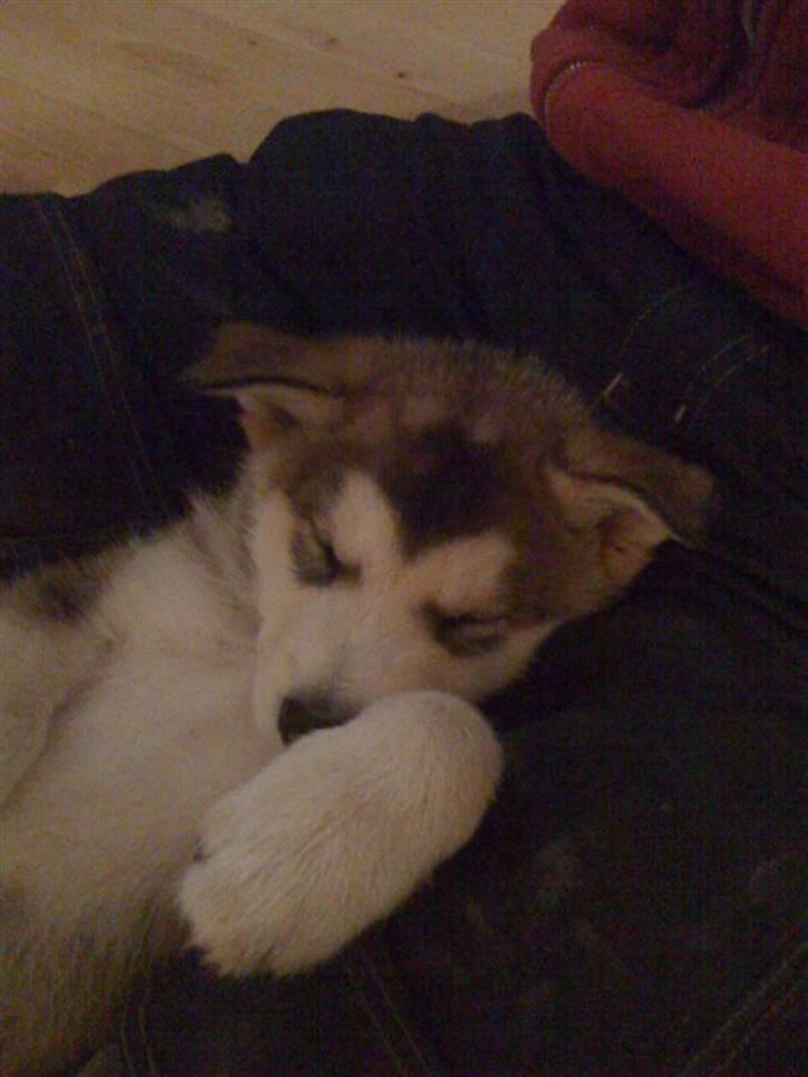 Alaskan malamute Theis - Theis sover hos Far <3 billede 4
